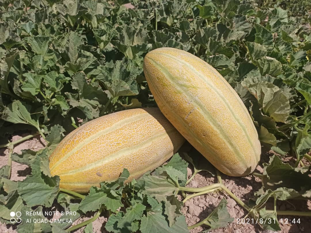 مزرعه خربزه خاتونی مشهدی آتیس